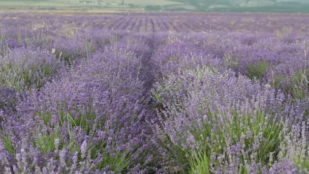 Lavendelfelder Sammer Lavendelplantage — Stockvideo
