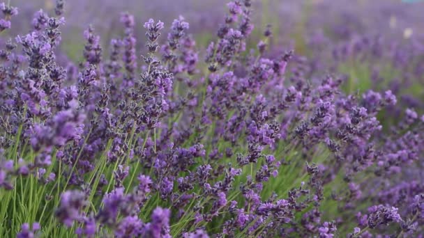 Levandulová Pole Francii Sezóna Levandule Provence — Stock video