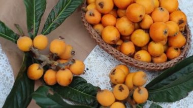 Yenidünya yaprak ve meyve. Eriobotrya japonica, Çin Erik, Japon eriği, Japon muşmulası, Pipa, Nispero ve Malta eriği