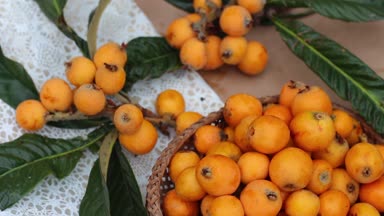 Yenidünya yaprak ve meyve. Eriobotrya japonica, Çin Erik, Japon eriği, Japon muşmulası, Pipa, Nispero ve Malta eriği