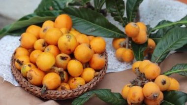 Yenidünya yaprak ve meyve. Eriobotrya japonica, Çin Erik, Japon eriği, Japon muşmulası, Pipa, Nispero ve Malta eriği