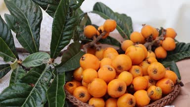 Yenidünya yaprak ve meyve. Eriobotrya japonica, Çin Erik, Japon eriği, Japon muşmulası, Pipa, Nispero ve Malta eriği