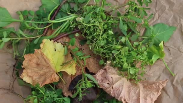 Bahçesinde Atık Kompost Için Genel Amaçlı Malçlama Yaprak Otlar Bahçe — Stok video