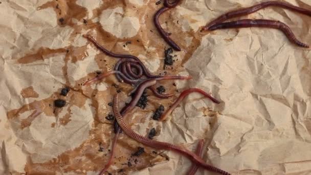 Earthworm Composting Using Worms Compost Garden Leaves Food Waste — Stock Video
