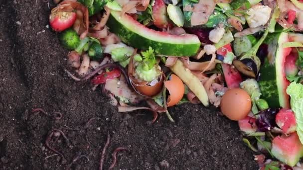 在蚯蚓的帮助下回收厨房废弃物 利用蠕虫堆肥园叶 食品废弃物 — 图库视频影像