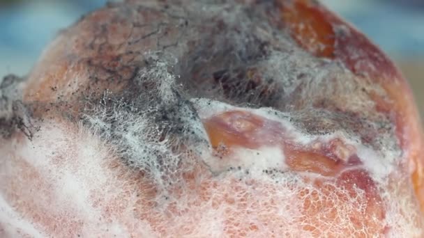 Schimmel Het Oppervlak Van Voedsel Close Mallen Zijn Microscopische Schimmels — Stockvideo