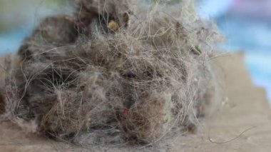 Ev tozu, hayvan kılı kapatın. Toz ve elektrikli süpürge ile toplanan saç yığını