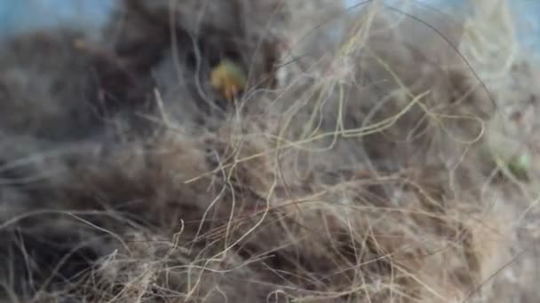 Högen Hund Och Katt Hår Makro Damm Från Vacuum Cleaner — Stockvideo