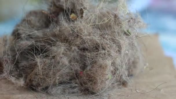 Casa polvere peli animali vicino mucchio polvere capelli raccolti ... Polvere in casa