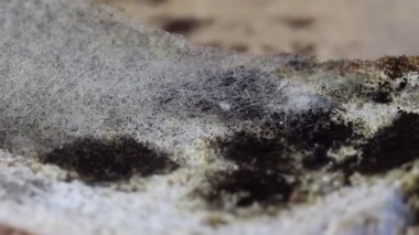 Küflü yiyecek. Siyah kalıp çavdar karışımı ekmek üzerinde büyüyen