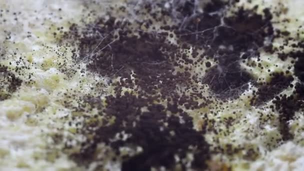 Moldy Food Black Mold Growing Rye Mixture Bread — Stock Video