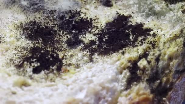 Beschimmeld Eten Zwarte Schimmel Groeien Mengsel Roggebrood — Stockvideo