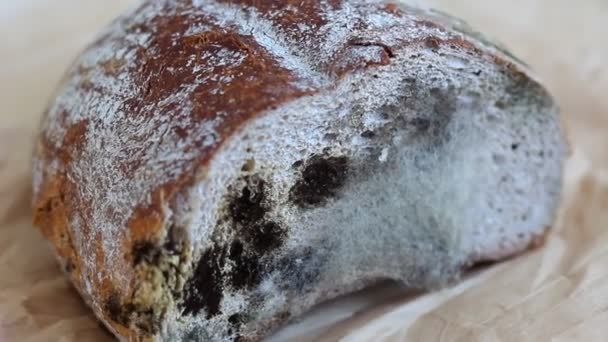 发霉的食物 黑霉菌生长在黑麦混合物面包上 — 图库视频影像