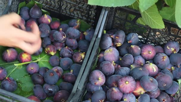 Fig Tree Fruit Harvest Inglês Jardineiro Escolhe Figos — Vídeo de Stock