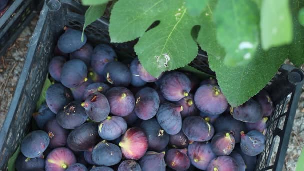 Crescer Colher Figos Manhã Cedo Fig Picking — Vídeo de Stock