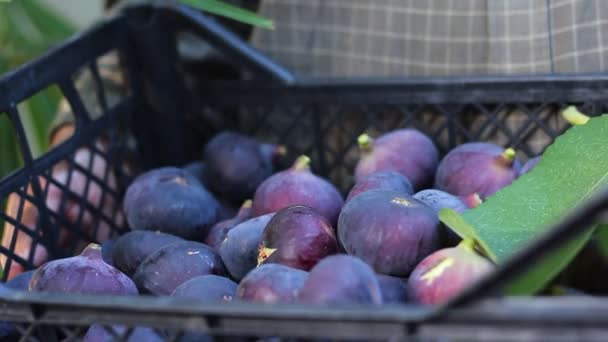 Colheita Figueira Jardineiro Escolhe Figos — Vídeo de Stock