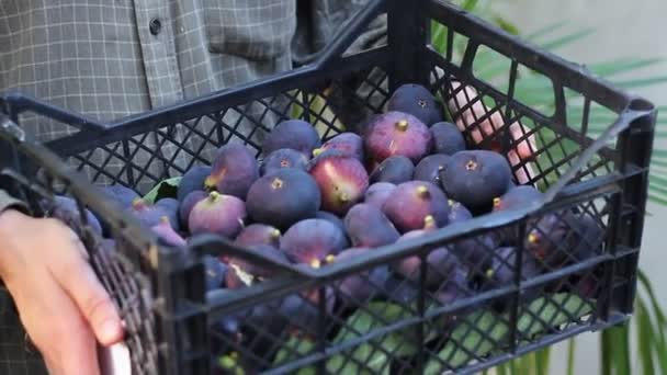 Récolte Figues Fraîches Boîte Est Pleine Figues Mûres — Video