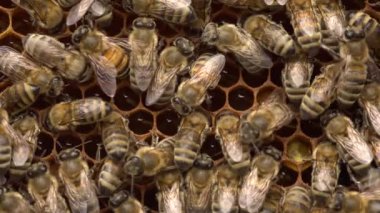 Arılar balmumundan yapılmış petek hücrelerinde nektar depolarlar. Bal hala biraz ıslak, bu yüzden kuruması ve daha yapışkan hale getirmek için kanatları ile fan