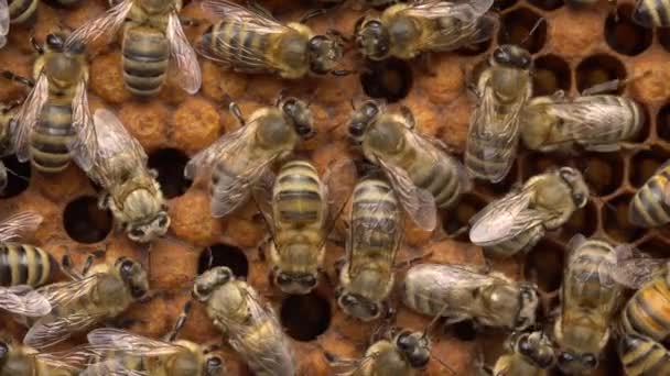 コロニーのミツバチ雄鶏の巣ワックスキャップ 密閉された雄鶏 茶色の帽子をかぶった細胞はそれぞれ子犬の幼虫を含んでいる — ストック動画