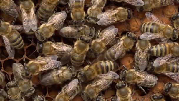 看護師ミツバチは成長する若いローヤルゼリーを養います 次世代のミツバチの世話をする — ストック動画