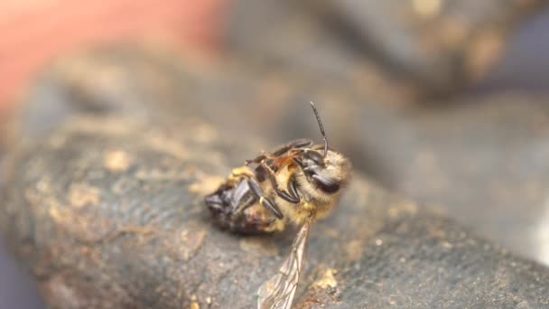 Een Honingbij Stierf Aan Het Verdedigen Van Bijenkorf Kwelling Van — Stockvideo