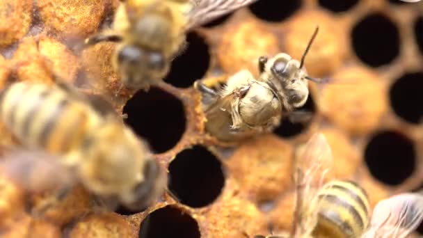 Honeybee Wyłania Się Komórki Dni Królowej Położył Jajko Komórce Pełni — Wideo stockowe