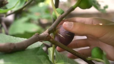 İnsanEli bir ağaçtan olgun bir incir meyvesi toplar. Cennet Bahçesi. Ficus carica. Mor taze incir meyvesi