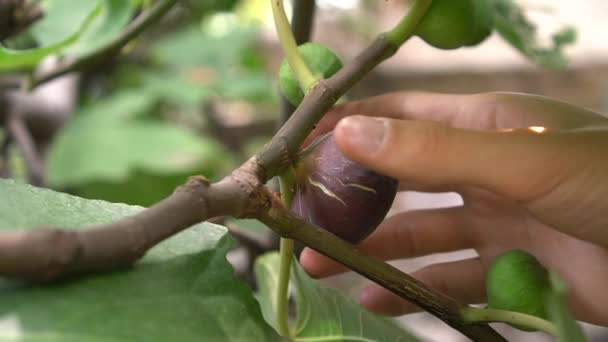 Man Hand Picks Ripe Fig Fruit Tree Garden Eden Ficus — Stock Video