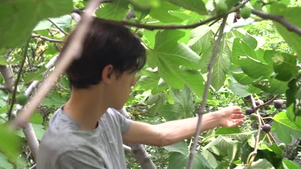 Colheita Figos Homem Recolhe Colheita Dos Figos Fig Tree Fruit — Vídeo de Stock
