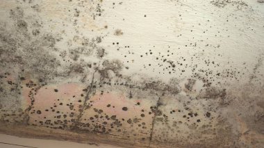 Indoor mold. Mold on white wall, fungus on white background, bacteria on surface. Mold growth at house clipart