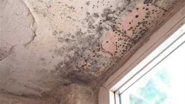 Mold growth. Damp walls, ceiling, window frames and glass in home. Molds thrive on moisture and reproduce by means of tiny, lightweight spores that travel through the air clipart