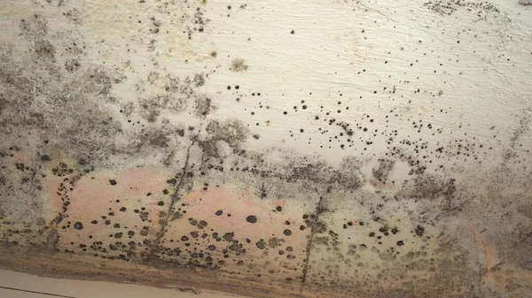 Indoor mold. Mold on white wall, fungus on white background, bacteria on surface. Mold growth at house
