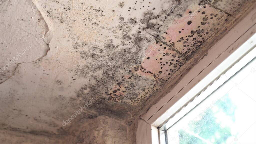 Mold growth. Damp walls, ceiling, window frames and glass in home. Molds thrive on moisture and reproduce by means of tiny, lightweight spores that travel through the air