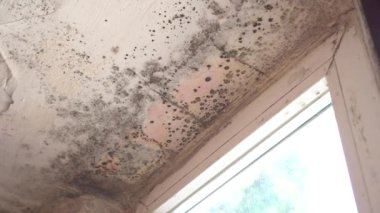 Küf büyümesi. Rutubetli duvarlar, tavan, pencere çerçeveleri ve evde cam. Kalıplar, havada seyahat eden minicik, hafif sporlar vasıtasıyla nemlenir ve çoğalır.