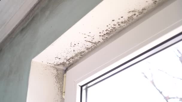 Mold Growth Mould Spores Thrive Moisture Mold Spores Can Quickly — Stock Video