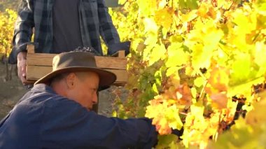 Winemaking is a family business. Happy father and son wine growers winery cultivates the grape for wine. Autumn vineyard, the harvest season, hand picking