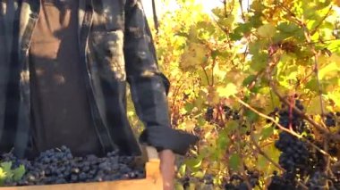 The harvest season. The harvesting of wine grapes (Vintage) in winemaking. Working and Volunteering in Vineyards