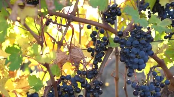 Vigne Avec Raisins Cuve Éblouissement Soleil Automne Coucher Soleil — Video