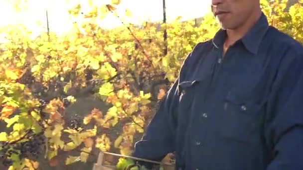 Recogida Uvas Francia Trabajando Vendimia Viña Bodega Granja Cosecha Uvas — Vídeos de Stock