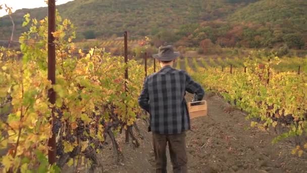 Vlastněn Farmářem Farma Vinice Itálii Zralé Hrozny Vinici Vinice Podzimní — Stock video