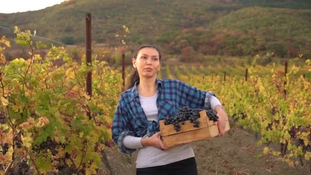 Het Oogstseizoen Wijnboerderij Druivenplukken Vrouwelijke Wijnmaker Wijngaard Eigenaar Familiebedrijf Landelijke — Stockvideo
