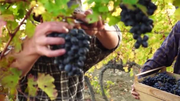 ブドウ栽培者大人の父と10代の息子 小さな家族の農場のブドウ栽培 収穫期だブドウ狩り — ストック動画