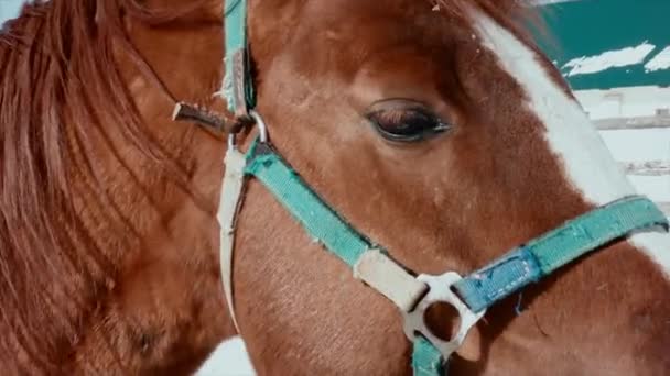 Gros plan d'un cheval mangeur 