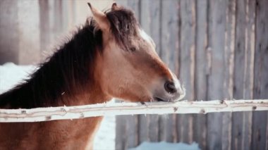 Kış, güneşli, soğuk bir gün, aç bir at bir direk ısırır.