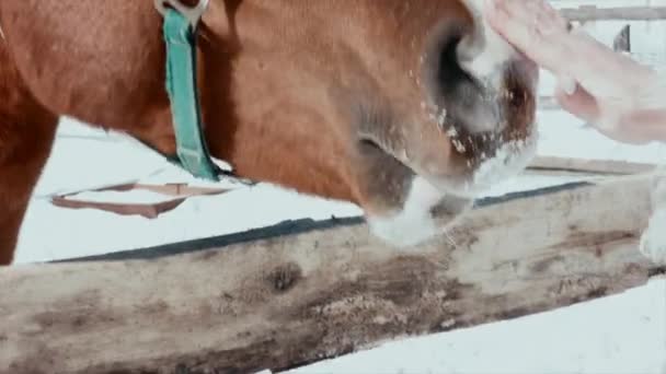 Gros plan d'une femme caressant un nez de cheval Séquence Vidéo Libre De Droits