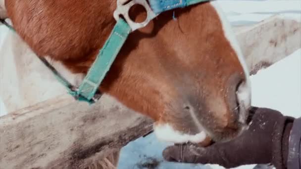 Detail člověka krmení koně s rukama — Stock video