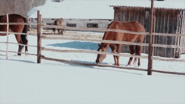 Zima, zimno, słoneczny dzień, głodny konia gryzie Polak. — Wideo stockowe