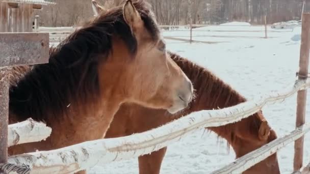 Vintern, solig, kall dag, en hungrig häst biter en stolpe. — Stockvideo
