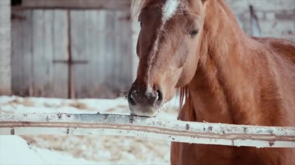 Χειμώνας, ηλιόλουστα, κρύα ημέρα, ένα πεινασμένο άλογο δαγκώνει έναν πόλο. — Αρχείο Βίντεο