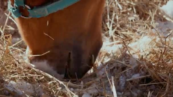 Nærbillede af en hest, der leder efter føde i frossen hø. Hestegrævler hø, spiser . – Stock-video
